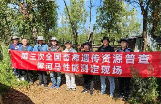 黑龍江省組織開展遺漏品種黑河馬現(xiàn)場(chǎng)性能測(cè)定
